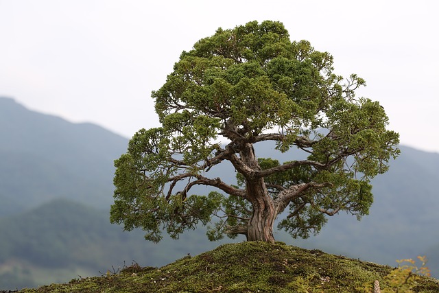 Van zaadje tot meesterwerk: een reis door de wereld van bonsai bomen