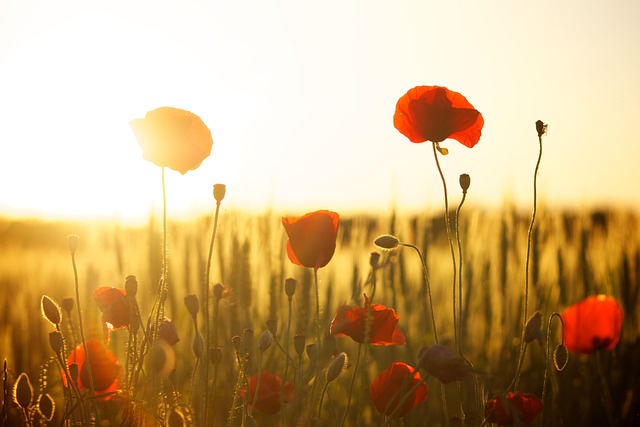 van fotosynthese tot geneeskracht: een verkenning van plantenleven, bloemenclassificatie en kiemprocessen